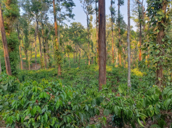 350 acre coffee estate for sale in Chikkamgaluru