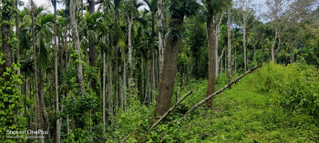 101 acre well maintained coffee estate for sale in belur taluk
