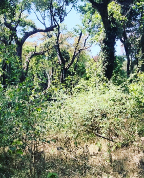 15 acre land for sale in Chikkamgaluru