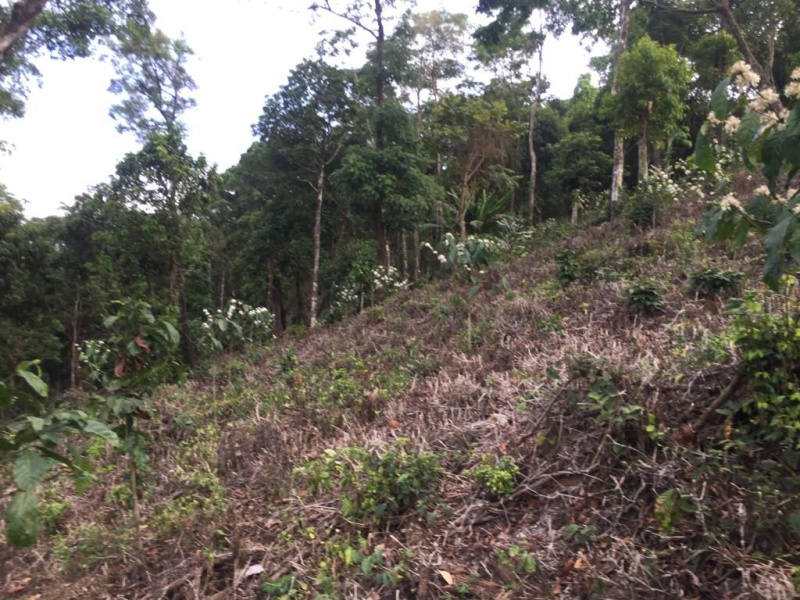 7.5 acre average maintained plantation for sale
