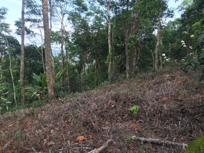 7.5 acre average maintained plantation for sale