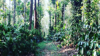 9.5 acre well maintained coffee estate for sale in Chikkamgaluru