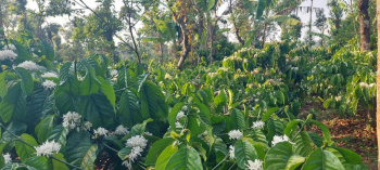1 acre 32 Gunta coffee plantation for sale in sakleshpura