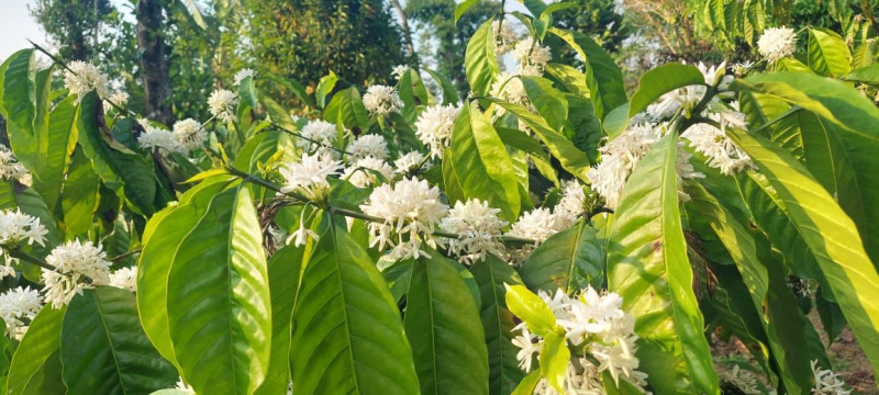 1 acre 32 Gunta coffee plantation for sale in sakleshpura