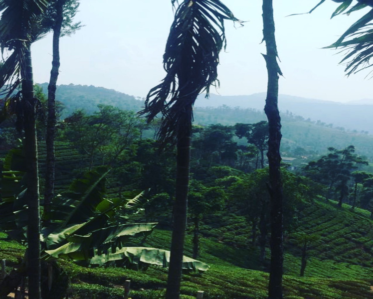 11 acre coffee estate for sale in Mudigere