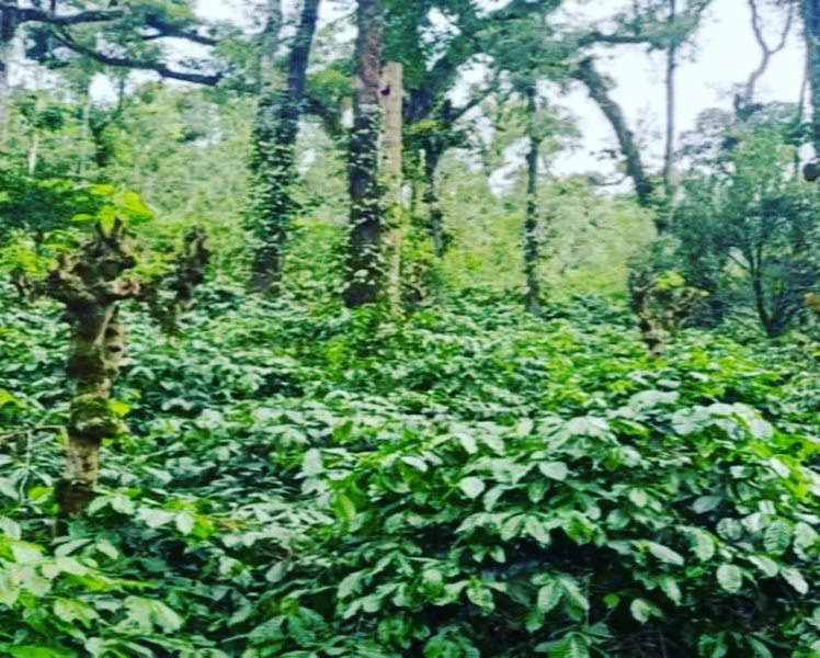 14 acre plantation  for sale in Kemmangundi area  Chikkamagaluru