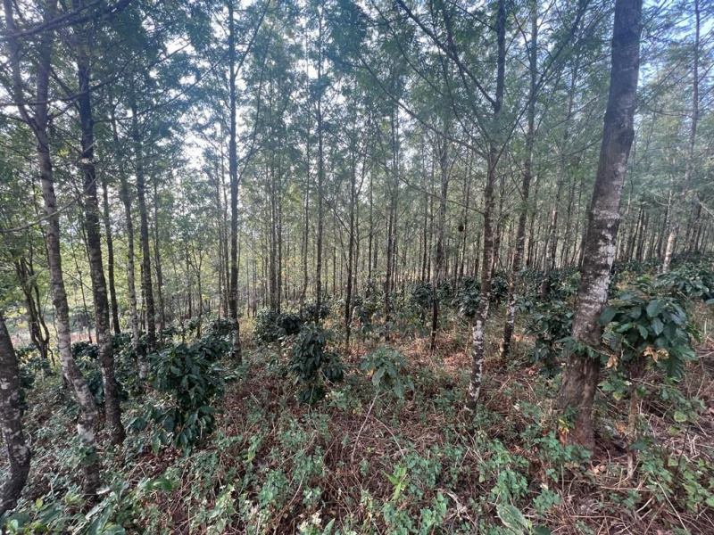 2 acres of a scenic land for sale in Giri area  Chikkamagaluru