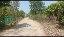 7 acre mango plantation for sale in Belur - Hasan dist