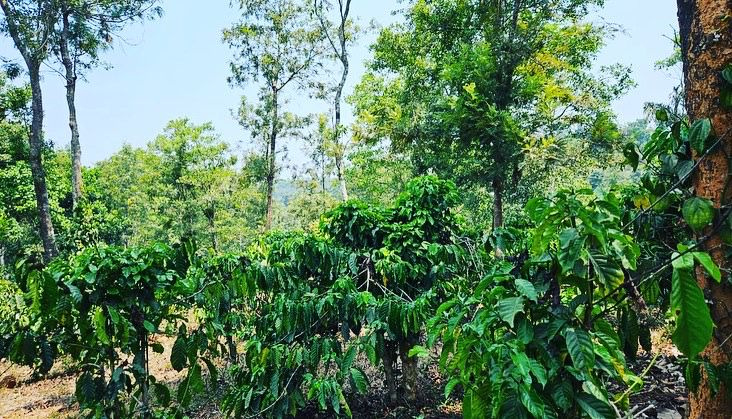 8 acre coffee estate for sale near Manjrabadfort- Sakleshpura