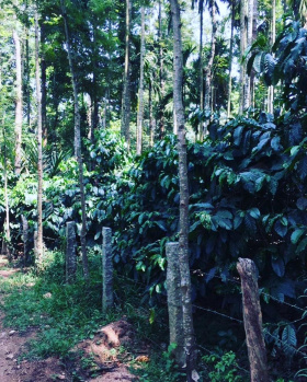 9 acre coffee estate for sale In Mudigere