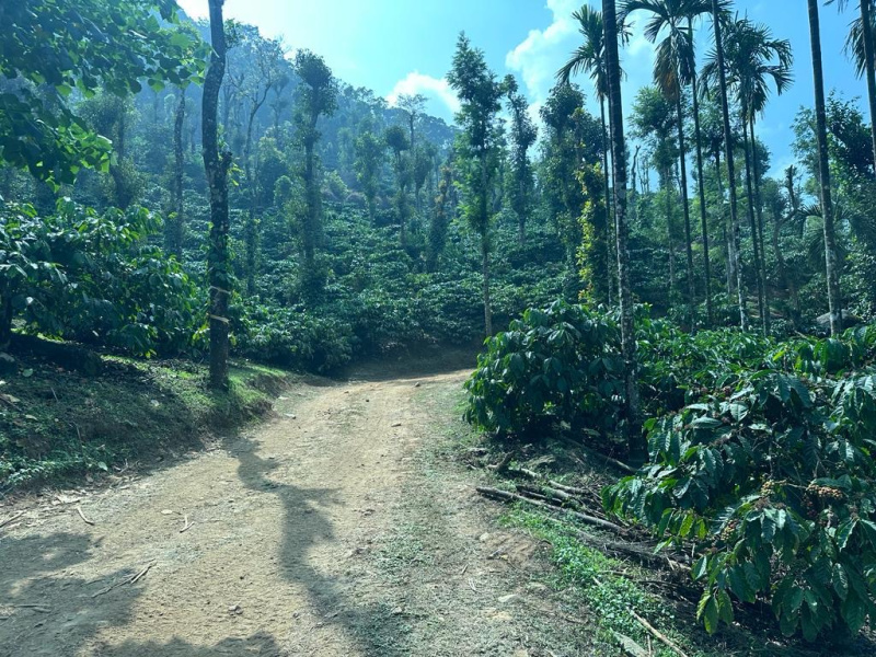 9 Acre Coffee And Areca Plantation For Sale In Mudigere