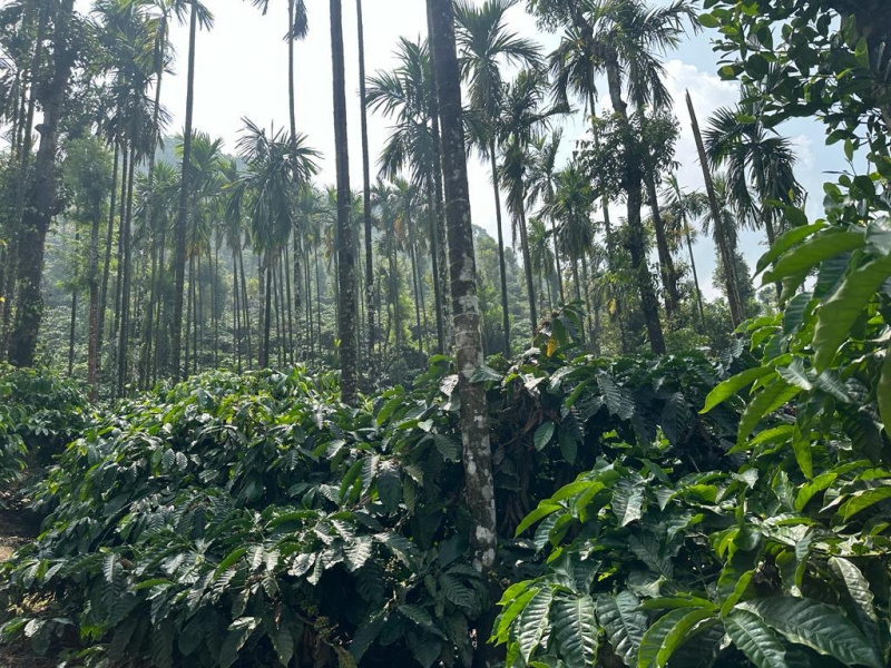 9 acre coffee and Areca plantation for sale In Mudigere