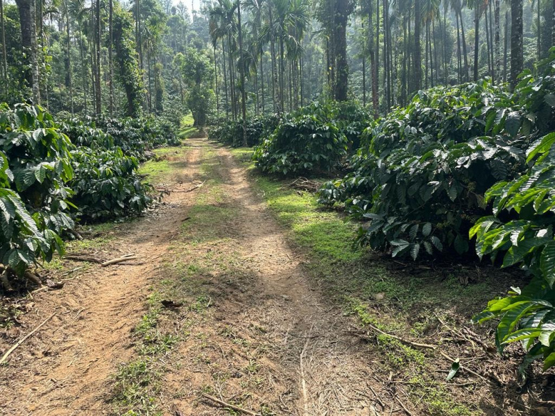 9 acre coffee and Areca plantation for sale In Mudigere