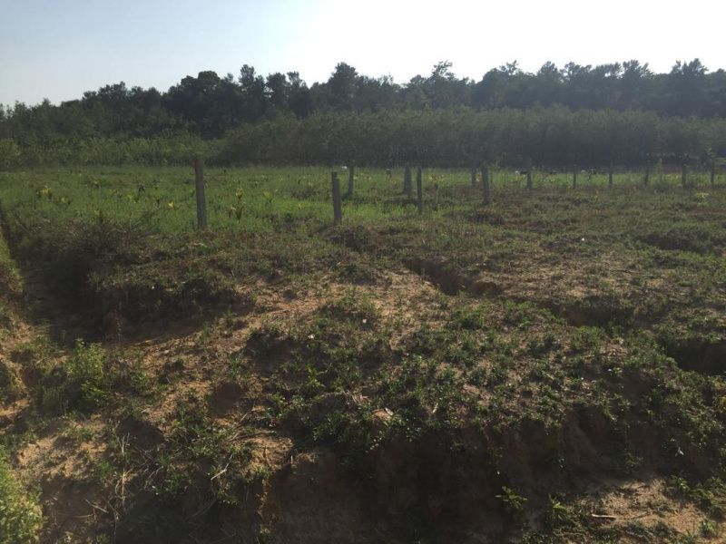 4.5 acre agricultural land for sale near KR pete - Chikkamgaluru