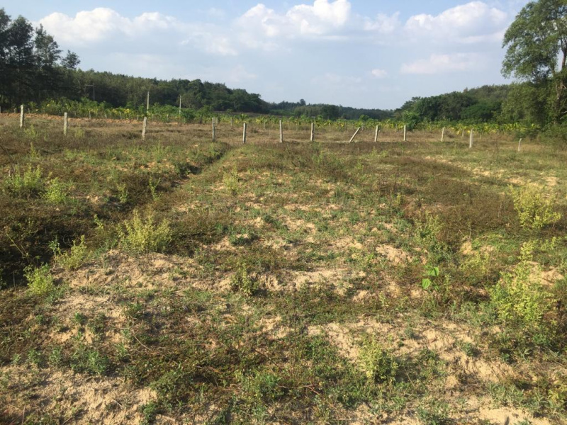 4.5 acre agricultural land for sale near KR pete - Chikkamgaluru