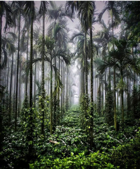 Coffee estate for sale in Sakleshpura