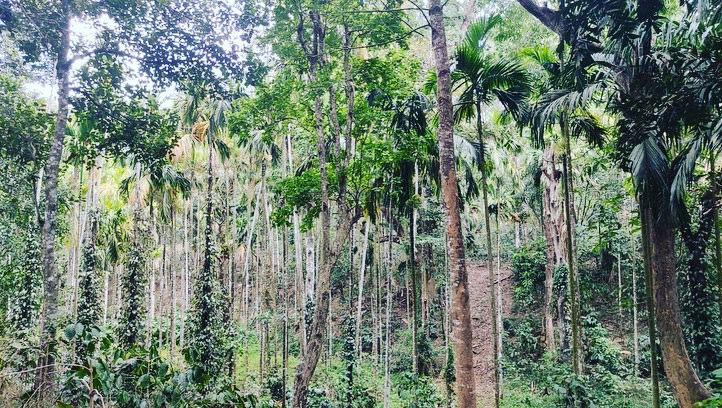 10 acre plantation for sale in Belur taluk - Hasan dist