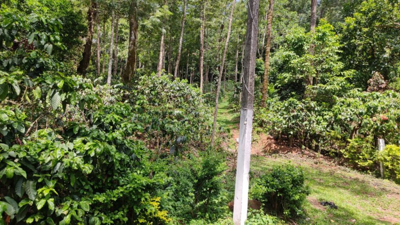 47 acre well maintained coffee estate for sale in Chikkamgaluru
