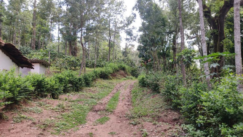 47 acre well maintained coffee estate for sale in Chikkamgaluru
