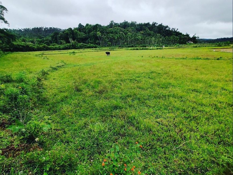 2.5 acre agri land for sale in Mudigere
