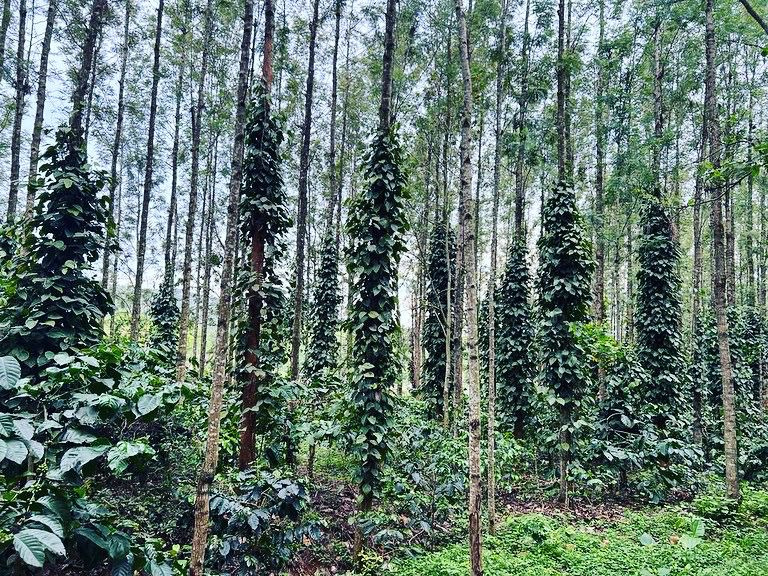 5 acres of a well developed coffee farm for sale in Mallenhalli road - Chikkamgaluru