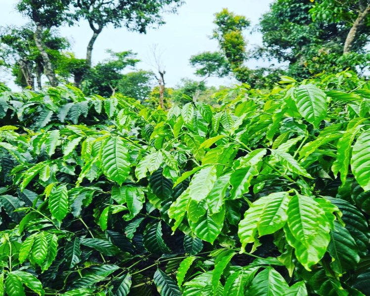5 acre well maintained coffee estate with 2 acre agri land for sale in sakleshpura