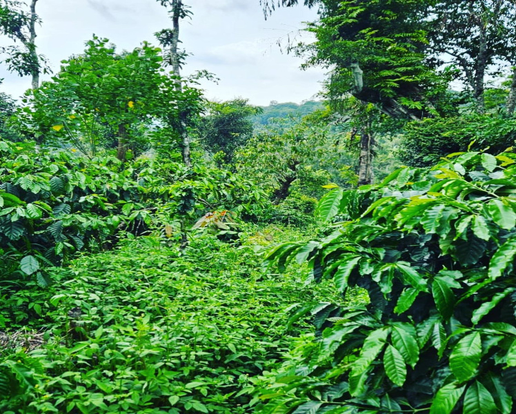5 acre well maintained coffee estate with 2 acre agri land for sale in sakleshpura