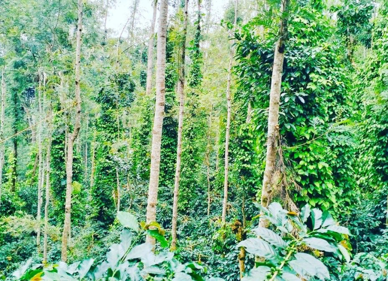 6 acre well maintained coffee plantation for sale in Mallandur area