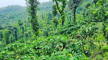 24 acre well maintained coffee estate for sale in Sakleshpura