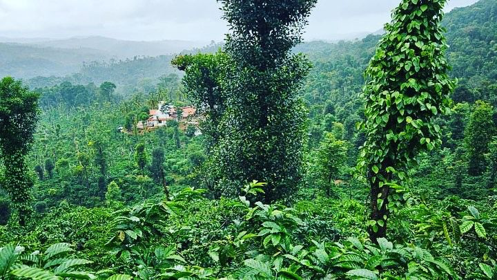 24 acre well maintained coffee estate for sale in Sakleshpura