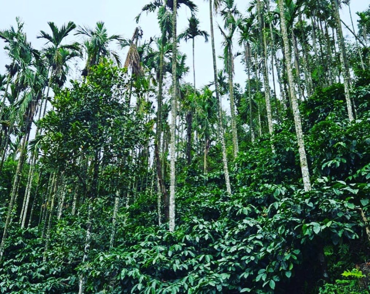 2 acre coffee plantation for sale