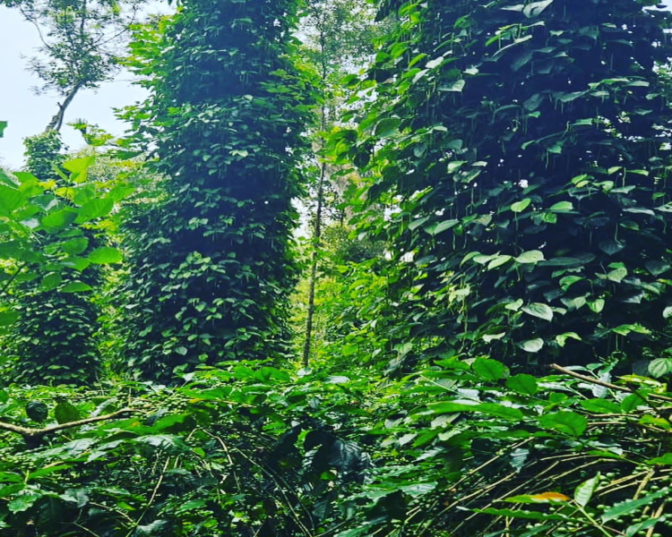 3 acre 6 gunta coffee plantation for sale in Sakleshpura
