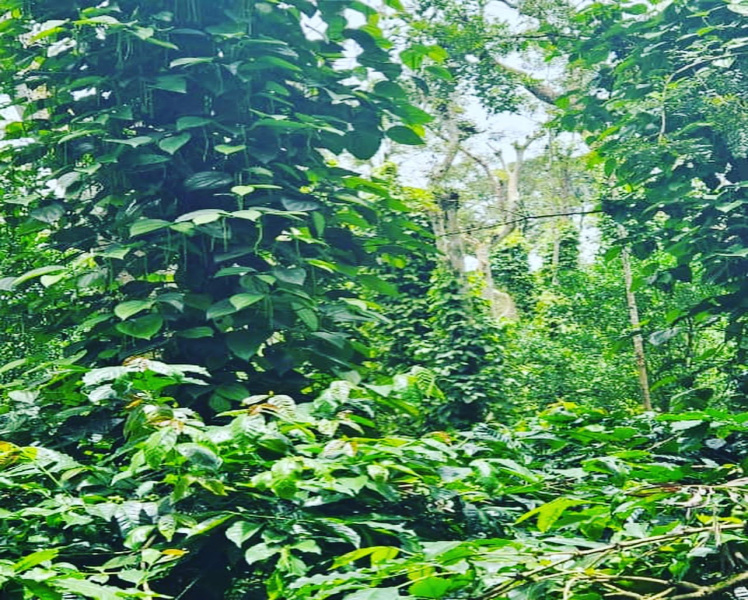 3 acre 6 gunta coffee plantation for sale in Sakleshpura