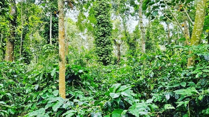 30 acre well maintained coffee estate for sale