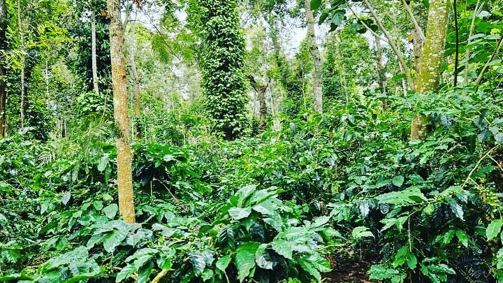 30 acre well maintained coffee estate for sale