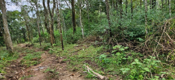 2.32 Acre Agricultural/Farm Land for Sale in Mudigere, Chikmagalur