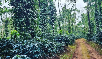 8 acre well maintained coffee plantation for sale in Sakleshpura