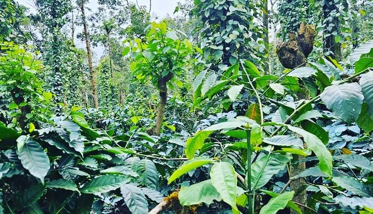 8 acre well maintained coffee plantation for sale in Sakleshpura