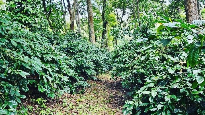 34 acre well maintained coffee estate for sale