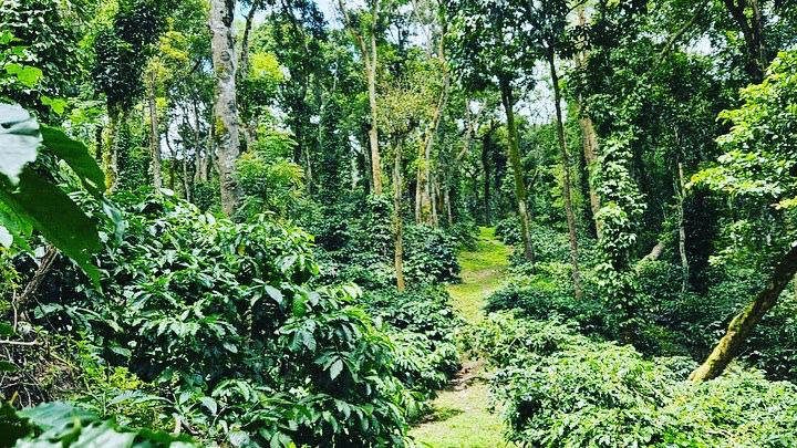 34 acre well maintained coffee estate for sale