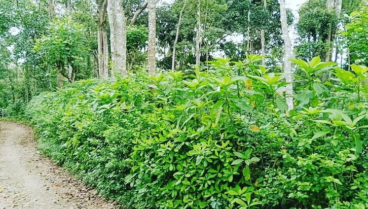 1.06 acre and 1.07 acre coffee plantation for sale