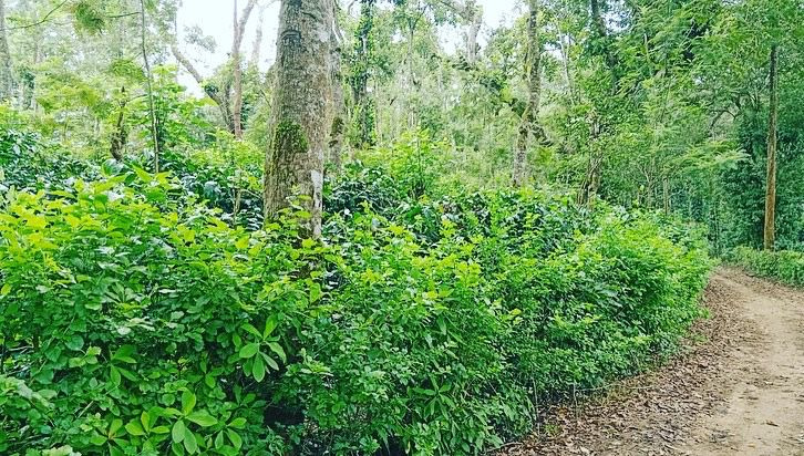 1.06 acre and 1.07 acre coffee plantation for sale