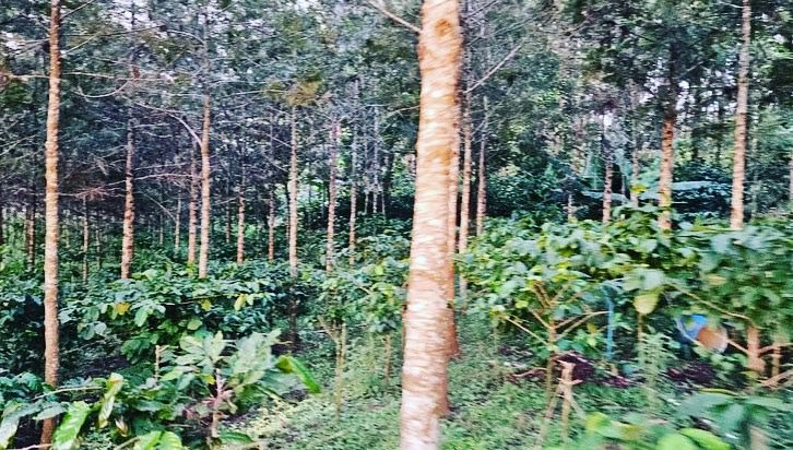 3.22 acre coffe plantation for sale in Belur