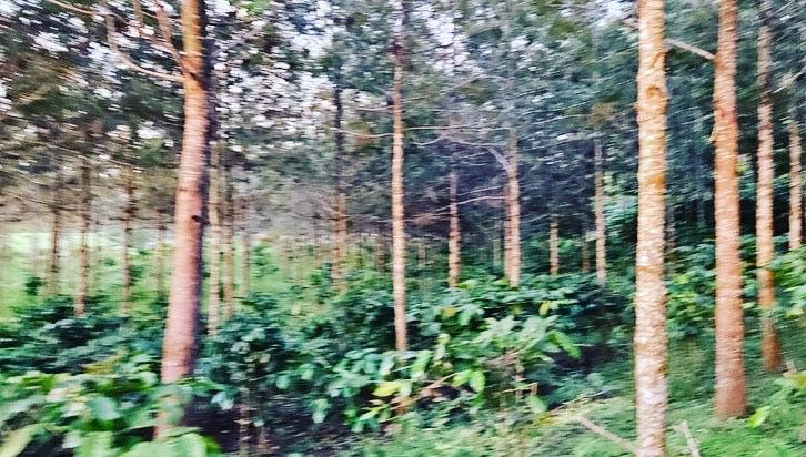 3.22 acre coffe plantation for sale in Belur