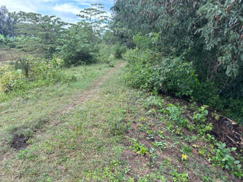 2 acre agricultural land for sale in Belur