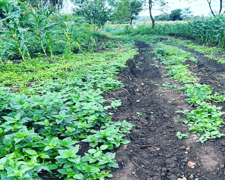 2.5 Acre Agri Land For Sale In Belur