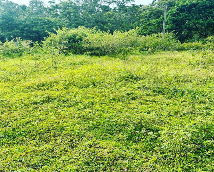 2.5 acre agri land for sale in Belur