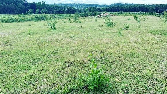 1.2 acre agri land for sale in Belur