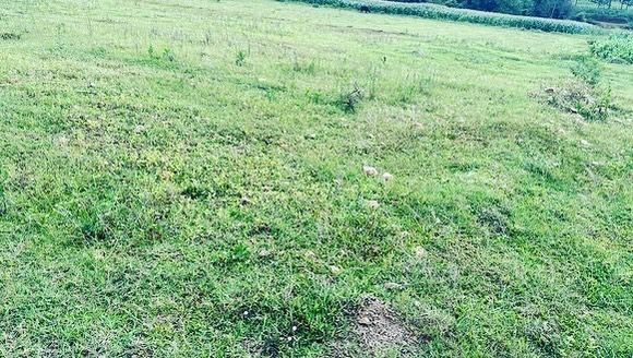 1.2 acre agri land for sale in Belur