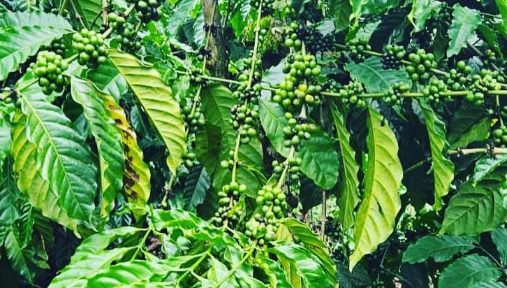 28 acre well maintained coffee estate for sale in sakleshpura
